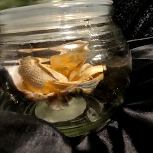Flower in a glass jar made of real seashells